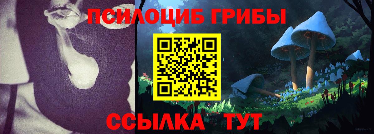 Галлюциногенные грибы Psilocybine cubensis Димитровград